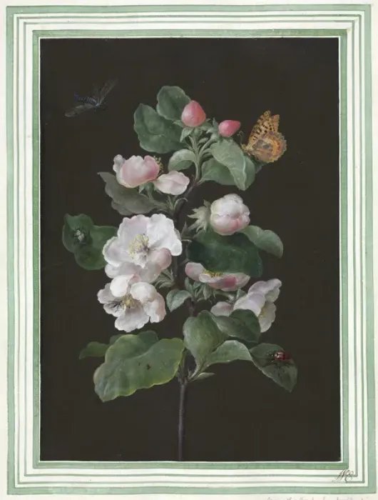 Framed Print : Hibiscus mutabilis, Cotton rose Framed Print : Hibiscus mutabilis, Cotton rose