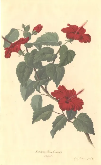 Framed Print : Hibiscus rosa-sinensis, rose of China Framed Print : Hibiscus rosa-sinensis, rose of China