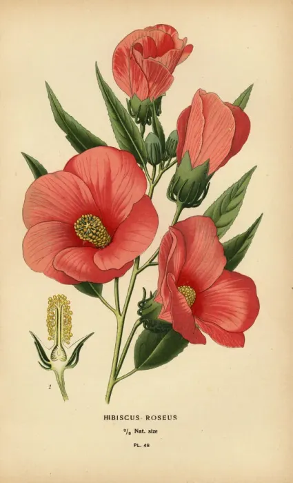 Framed Print : Hibiscus roseus Framed Print : Hibiscus roseus