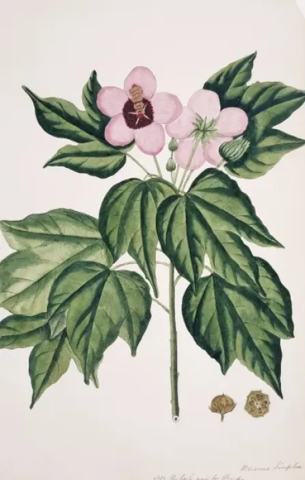 Framed Print : Hibiscus simplex, Chinese parasol tree Framed Print : Hibiscus simplex, Chinese parasol tree