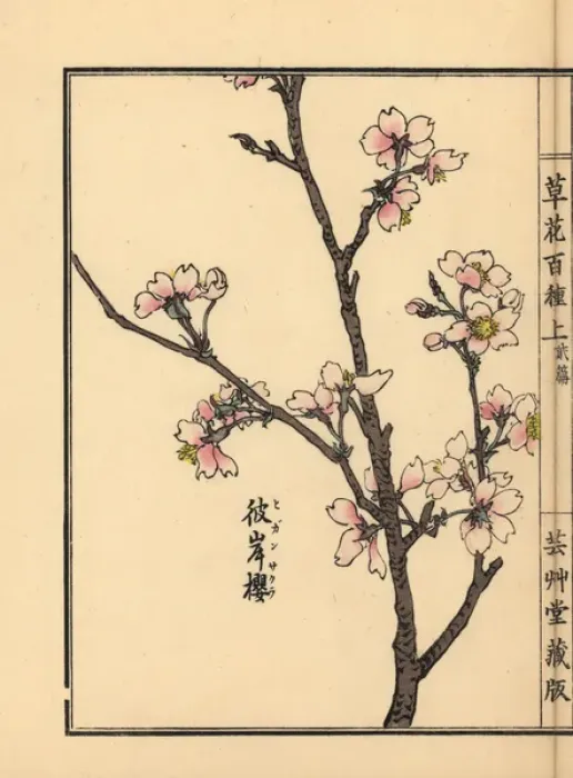 Framed Print : Higan cherry blossom, Prunus pendula Framed Print : Higan cherry blossom, Prunus pendula