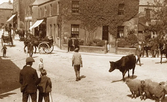 Framed Print : High Bentham Cattle Market early 1900s Framed Print : High Bentham Cattle Market early 1900s