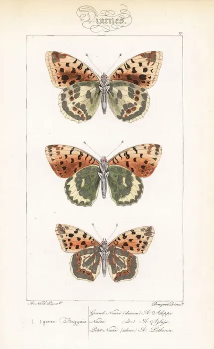 Framed Print : High brown fritillary, dark green fritillary Framed Print : High brown fritillary, dark green fritillary
