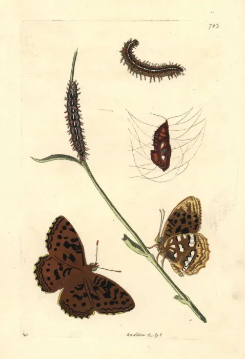Framed Print : High brown fritillary, Fabriciana adippe Framed Print : High brown fritillary, Fabriciana adippe