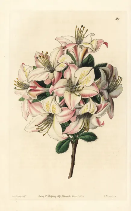 Framed Print : Highcleve azalea, Azalea altaclerensis Framed Print : Highcleve azalea, Azalea altaclerensis