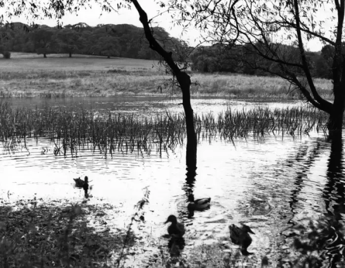 Framed Print : Highgate Ponds Framed Print : Highgate Ponds