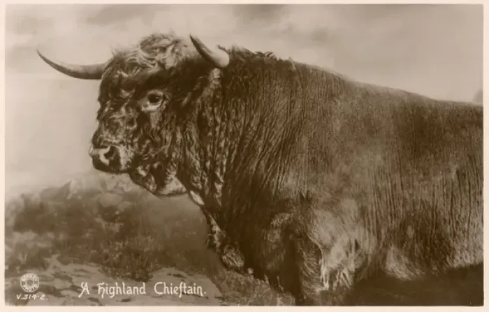 Framed Print : Highland Bull - Scotland Framed Print : Highland Bull - Scotland