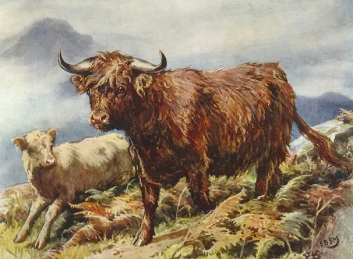 Framed Print : Highland Cattle 1890S Framed Print : Highland Cattle 1890S