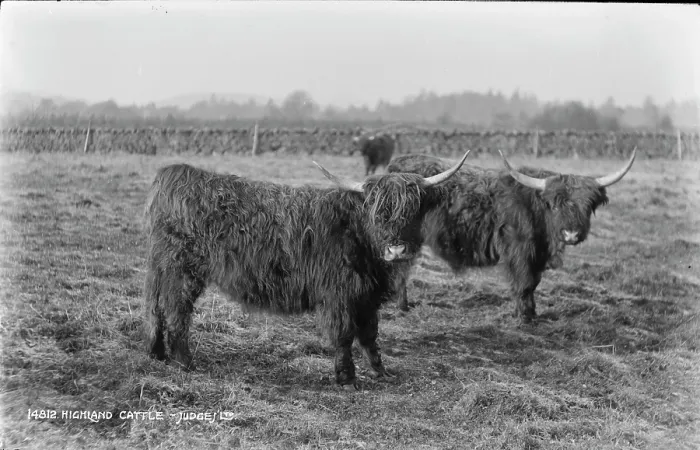 Framed Print : Highland Cattle in a Field Framed Print : Highland Cattle in a Field