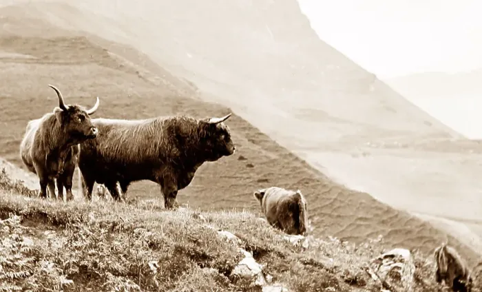 Framed Print : Highland cattle, Isle of Skye, Scotland Framed Print : Highland cattle, Isle of Skye, Scotland