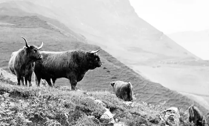 Framed Print : Highland Cattle on the Isle of Skye - Victorian period Framed Print : Highland Cattle on the Isle of Skye - Victorian period