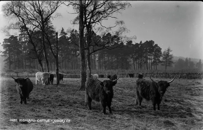 Framed Print : Highland Cattle in a Misty Landscape Framed Print : Highland Cattle in a Misty Landscape