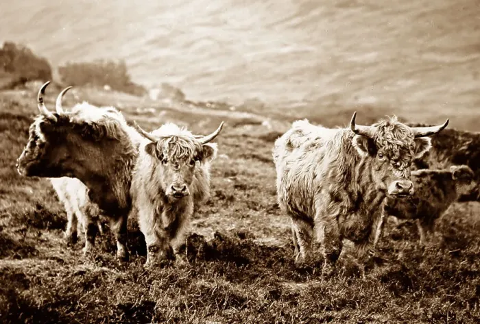 Framed Print : Highland Cattle, Scotland Framed Print : Highland Cattle, Scotland