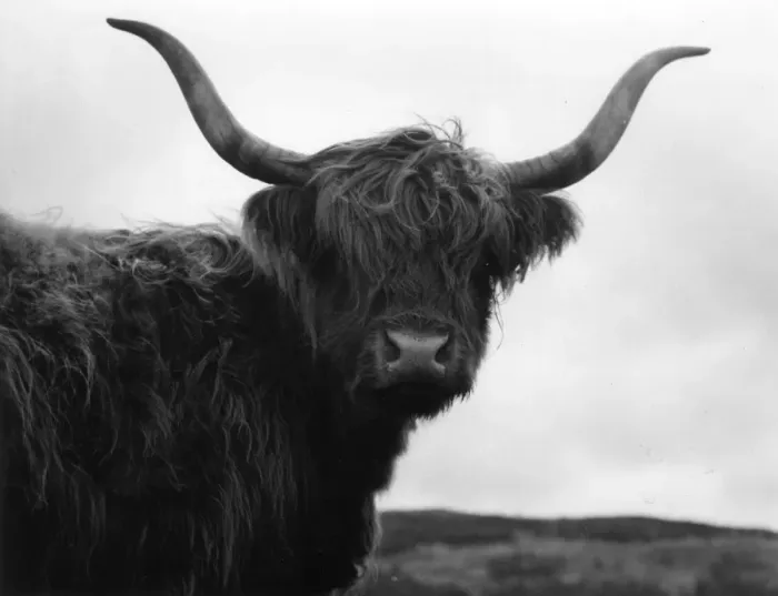 Framed Print : Highland cow, Scotland Framed Print : Highland cow, Scotland