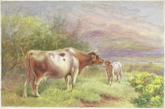 Framed Print : Highland Cows and Calf Framed Print : Highland Cows and Calf