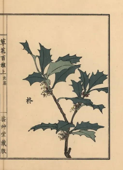 Framed Print : Hiiragi or holly, Ilex crenata Framed Print : Hiiragi or holly, Ilex crenata