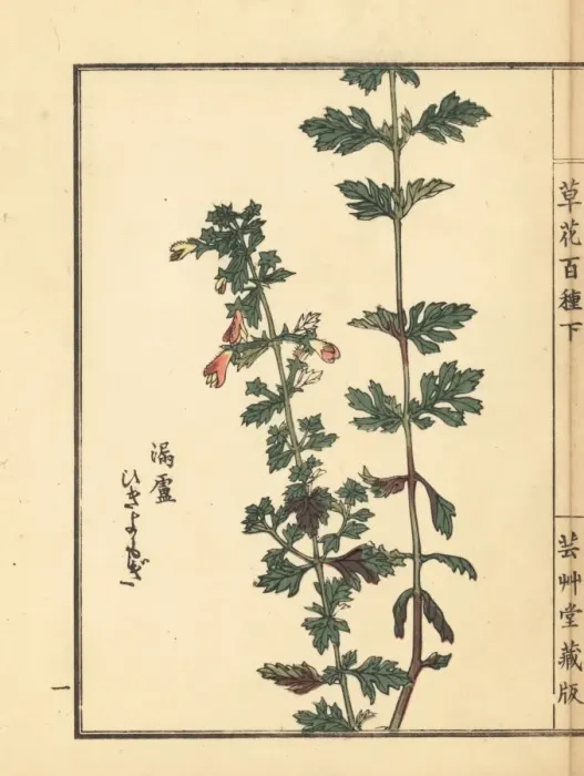 Framed Print : Hikiyomogi, Siphonostegia chinensis Framed Print : Hikiyomogi, Siphonostegia chinensis