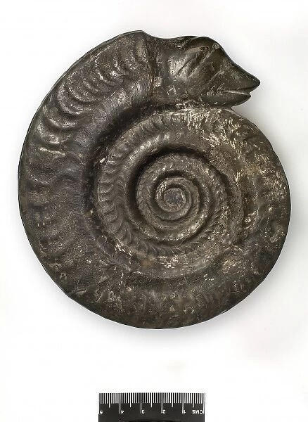 Hildoceras bifrons, snakestone ammonite