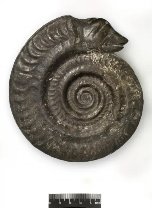 Framed Print : Hildoceras bifrons, snakestone ammonite Framed Print : Hildoceras bifrons, snakestone ammonite