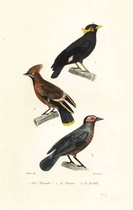 Framed Print : Hill myna, Bohemian waxwing and coleto Framed Print : Hill myna, Bohemian waxwing and coleto