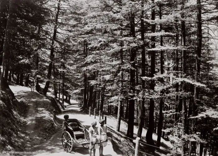 Framed Print : Hillside view, rickshaw, Simla, Shimla, India Framed Print : Hillside view, rickshaw, Simla, Shimla, India