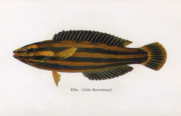 Framed Print : Hilu, Fishes of Hawaii Framed Print : Hilu, Fishes of Hawaii