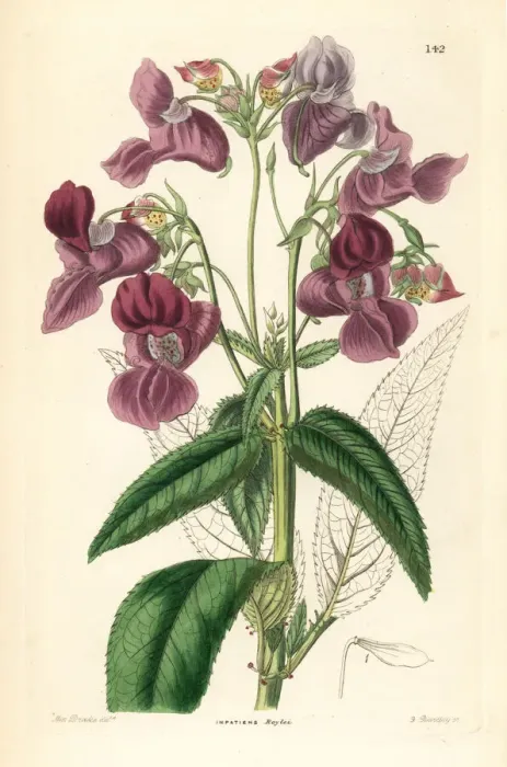 Framed Print : Himalayan balsam, Impatiens glandulifera Framed Print : Himalayan balsam, Impatiens glandulifera