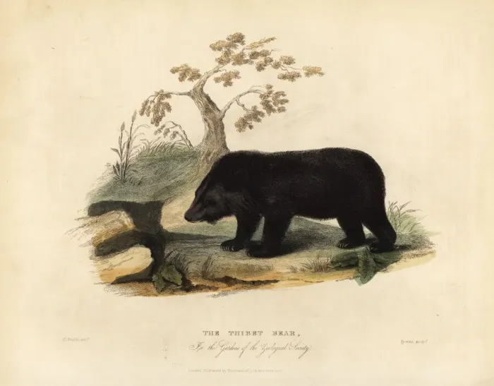 Framed Print : Himalayan black bear, Ursus thibetanus laniger Framed Print : Himalayan black bear, Ursus thibetanus laniger