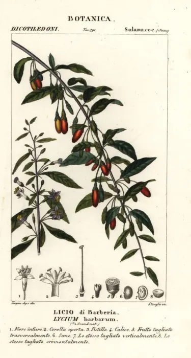Framed Print : Himalayan goji berry, Lycium barbarum Framed Print : Himalayan goji berry, Lycium barbarum