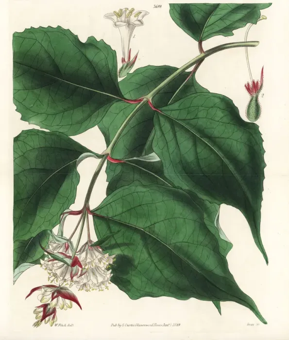 Framed Print : Himalayan honeysuckle, Leycesteria formosa Framed Print : Himalayan honeysuckle, Leycesteria formosa