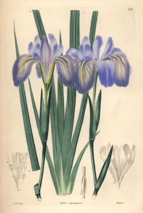 Framed Print : Himalayan iris, Iris decora Framed Print : Himalayan iris, Iris decora