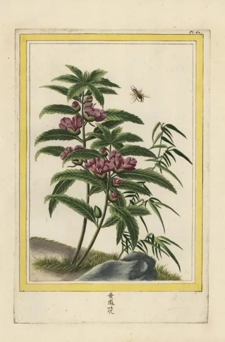 Framed Print : Himalayan jewelweed, Impatiens glandulifera Framed Print : Himalayan jewelweed, Impatiens glandulifera