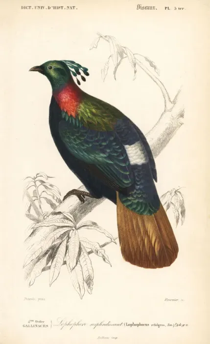 Framed Print : Himalayan monal, Lophophorus impejanus