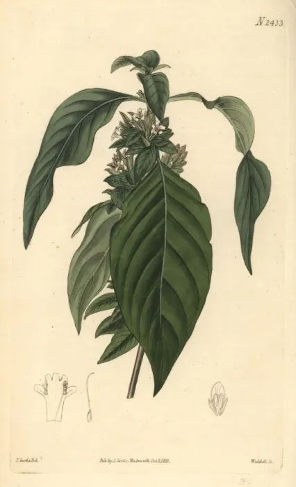 Framed Print : Himalayan ruellia, Phaulopsis imbricata Framed Print : Himalayan ruellia, Phaulopsis imbricata