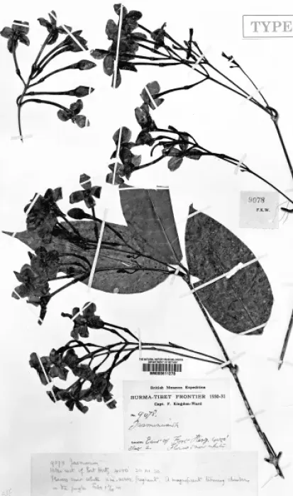 Framed Print : Himalayan species of Jasmin Framed Print : Himalayan species of Jasmin