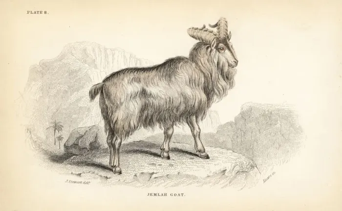 Framed Print : Himalayan tahr, Hemitragus jemlahicus Framed Print : Himalayan tahr, Hemitragus jemlahicus