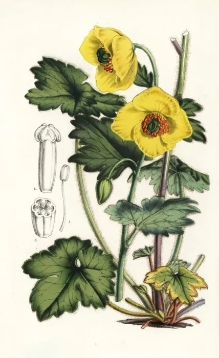 Framed Print : Himalayan woodland-poppy, Meconopsis villosa Framed Print : Himalayan woodland-poppy, Meconopsis villosa