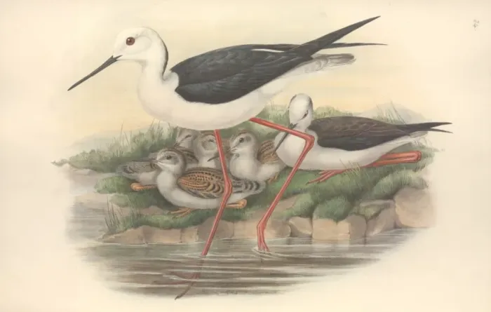 Framed Print : Himantopus himantopus, black-winged stilt Framed Print : Himantopus himantopus, black-winged stilt