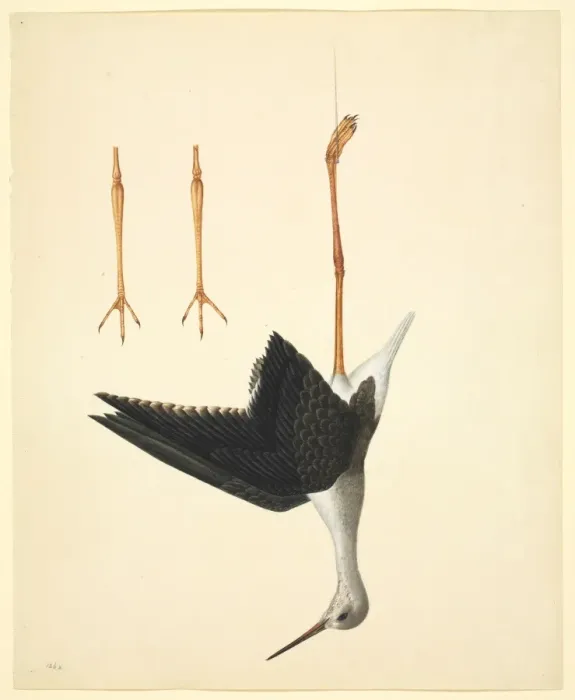 Framed Print : Himantopus himantopus, black-winged stilt Framed Print : Himantopus himantopus, black-winged stilt