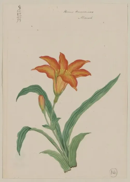 Framed Print : Hime kuwanso possibly heme kwanso - March Framed Print : Hime kuwanso possibly heme kwanso - March