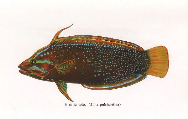 Hinalea lolo, Fishes of Hawaii