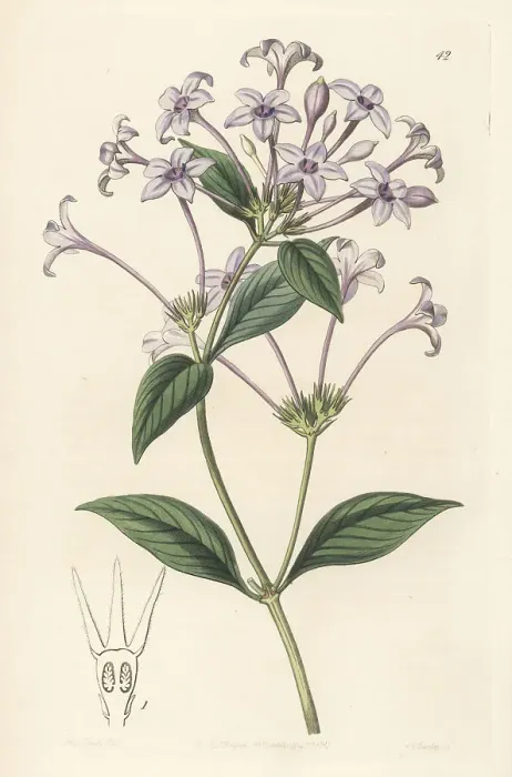 Framed Print : Hindsia longiflora Framed Print : Hindsia longiflora