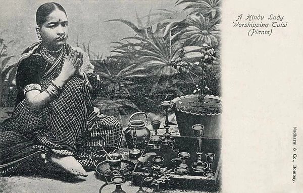 Hindu Lady worshipping Tulsi (Plants)