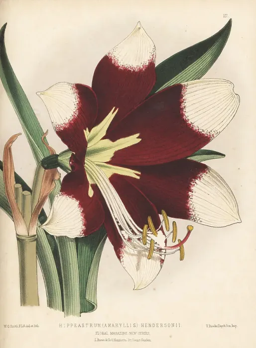 Framed Print : Hippeastrum (Amaryllis) hendersonii Framed Print : Hippeastrum (Amaryllis) hendersonii