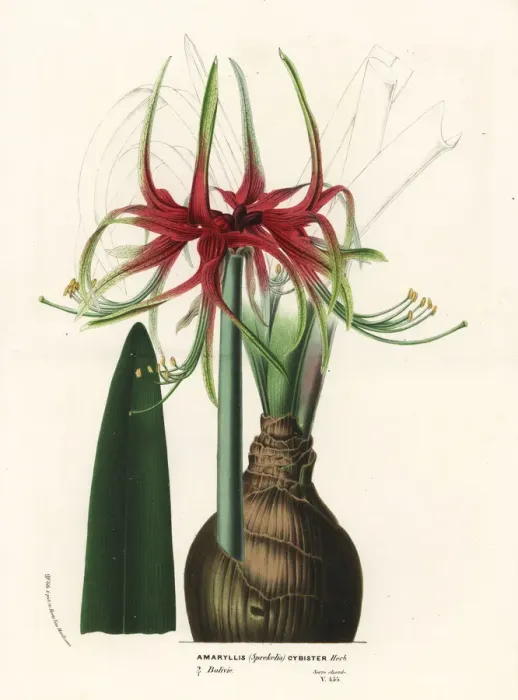 Framed Print : Hippeastrum cybister Framed Print : Hippeastrum cybister