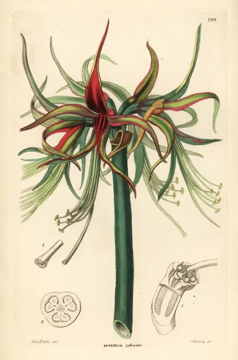 Framed Print : Hippeastrum cybister Framed Print : Hippeastrum cybister