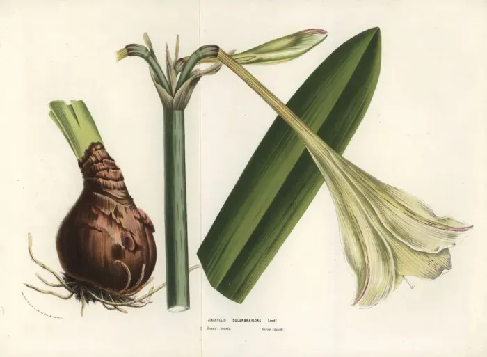Framed Print : Hippeastrum elegans Framed Print : Hippeastrum elegans