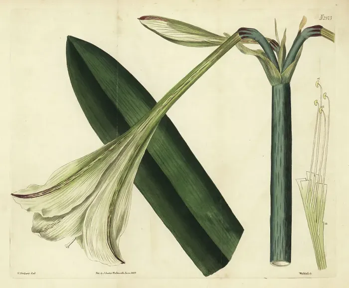 Framed Print : Hippeastrum elegans Framed Print : Hippeastrum elegans