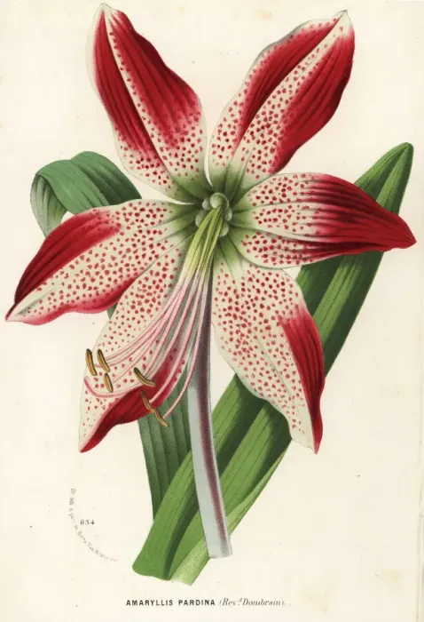 Framed Print : Hippeastrum pardinum Framed Print : Hippeastrum pardinum