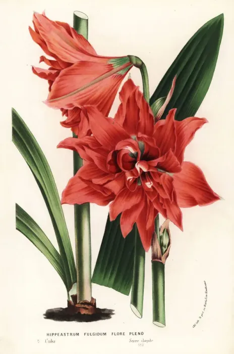 Framed Print : Hippeastrum reginae Framed Print : Hippeastrum reginae